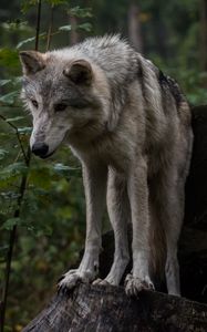 Превью обои волк, хищник, серый, листья
