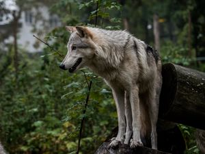 Превью обои волк, хищник, серый, уши