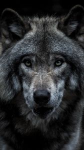 Превью обои волк, хищник, серый, морда