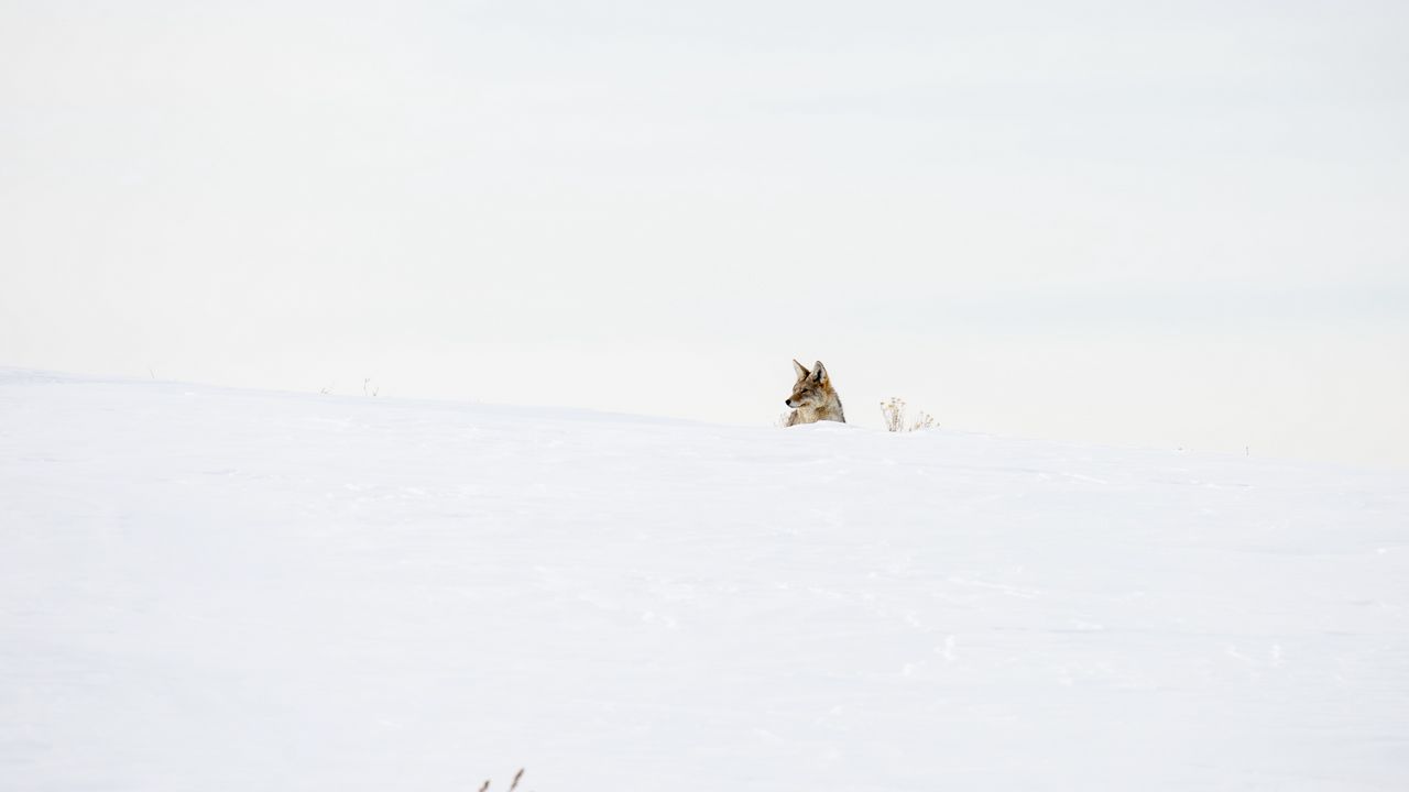 Обои волк, хищник, снег, зима, белый, минимализм