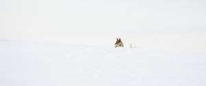 Превью обои волк, хищник, снег, зима, белый, минимализм