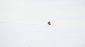 Превью обои волк, хищник, снег, зима, белый, минимализм