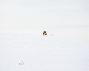 Превью обои волк, хищник, снег, зима, белый, минимализм