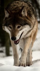 Превью обои волк, хищник, снег, прогулка