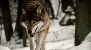 Превью обои волк, хищник, снег, прогулка