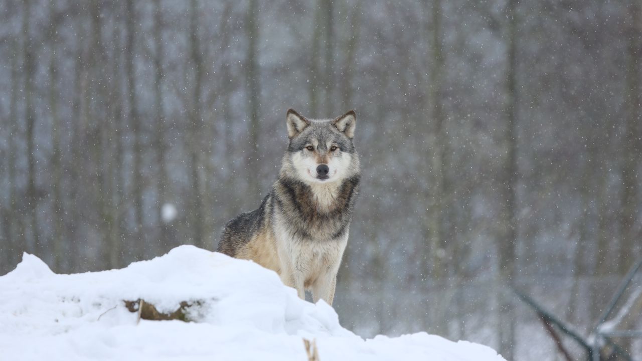 Обои волк, хищник, снег, серый