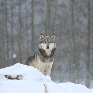 Превью обои волк, хищник, снег, серый