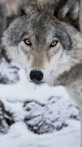 Превью обои волк, хищник, снег, зима, белый, дикая природа