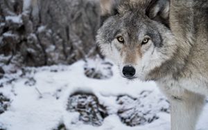 Превью обои волк, хищник, снег, зима, белый, дикая природа