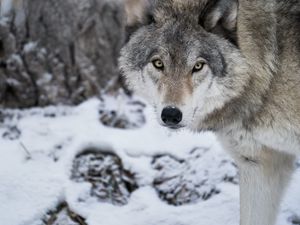 Превью обои волк, хищник, снег, зима, белый, дикая природа