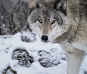 Превью обои волк, хищник, снег, зима, белый, дикая природа