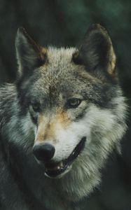 Превью обои волк, хищник, собака, взгляд