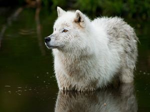 Превью обои волк, хищник, вода