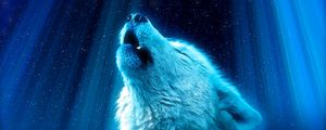 Превью обои волк, хищник, вой, белый, синий