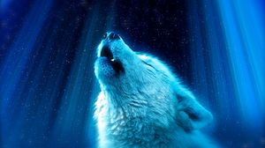Превью обои волк, хищник, вой, белый, синий