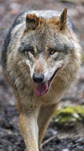 Превью обои волк, хищник, высунутый язык, взгляд