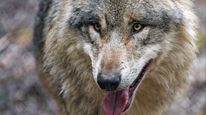 Превью обои волк, хищник, высунутый язык, взгляд