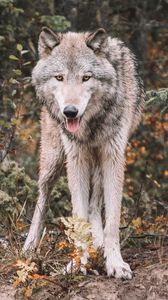 Превью обои волк, хищник, высунутый язык, дикая природа