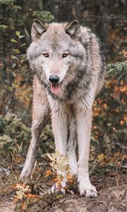 Превью обои волк, хищник, высунутый язык, дикая природа