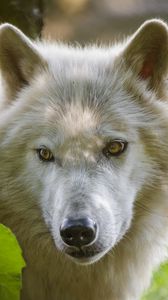 Превью обои волк, хищник, взгляд, белый
