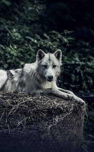 Превью обои волк, хищник, взгляд, животное, сено