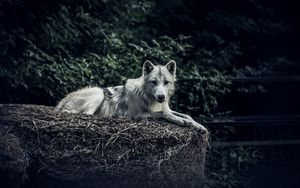 Превью обои волк, хищник, взгляд, животное, сено