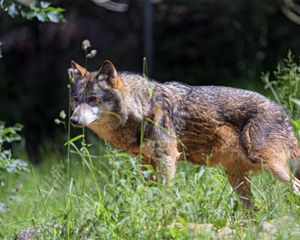 Превью обои волк, хищник, взгляд, трава, листья