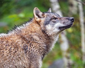 Превью обои волк, хищник, животное, дикая природа, профиль