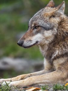 Превью обои волк, хищник, животное, профиль, размытие, дикая природа