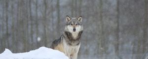 Превью обои волк, хищник, животное, снег, снежный