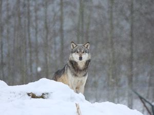 Превью обои волк, хищник, животное, снег, снежный