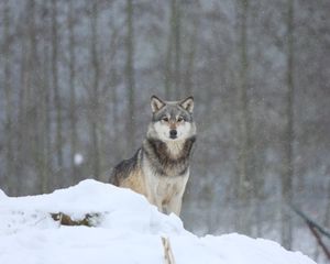 Превью обои волк, хищник, животное, снег, снежный