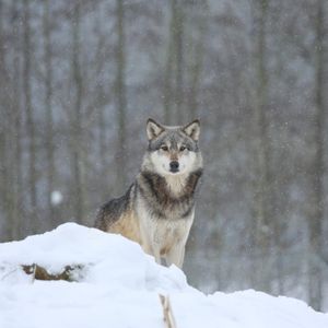 Превью обои волк, хищник, животное, снег, снежный