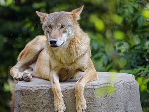 Превью обои волк, хищник, животное, взгляд, морда