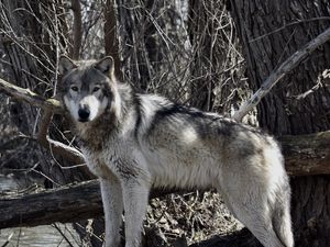 Превью обои волк, хищник, животное, деревья, ветки, дикая природа