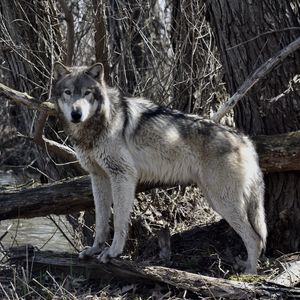Превью обои волк, хищник, животное, деревья, ветки, дикая природа