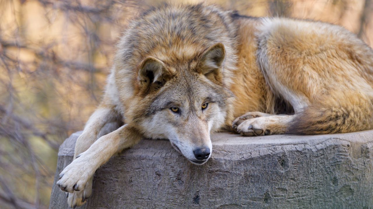 Обои волк, хищник, животное, взгляд, отдых