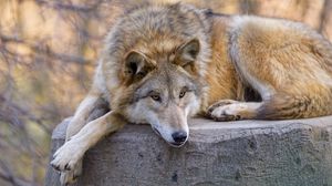 Превью обои волк, хищник, животное, взгляд, отдых
