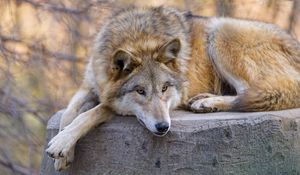 Превью обои волк, хищник, животное, взгляд, отдых