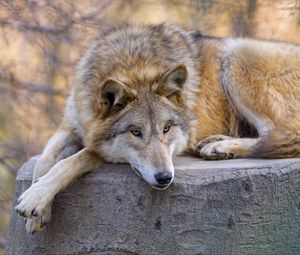 Превью обои волк, хищник, животное, взгляд, отдых