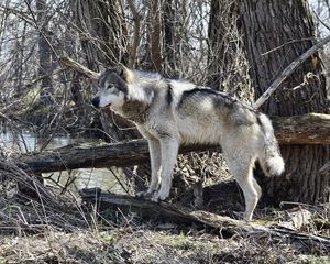 Превью обои волк, хищник, животное, деревья, дикая природа