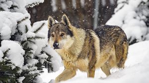 Превью обои волк, хищник, животное, зима, снег