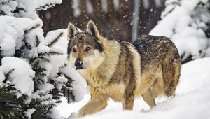 Превью обои волк, хищник, животное, зима, снег