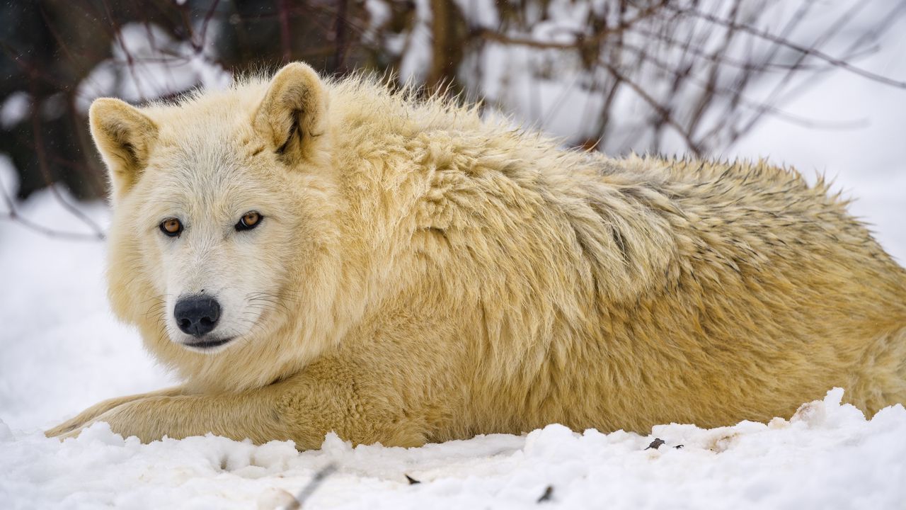 Обои волк, хищник, животное, зима, снег, белый