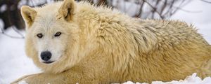 Превью обои волк, хищник, животное, зима, снег, белый