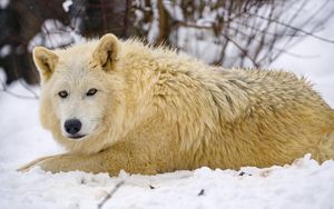 Превью обои волк, хищник, животное, зима, снег, белый