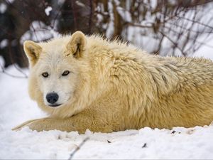 Превью обои волк, хищник, животное, зима, снег, белый