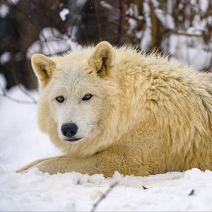 Превью обои волк, хищник, животное, зима, снег, белый