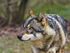 Превью обои волк, хищник, животное, размытие