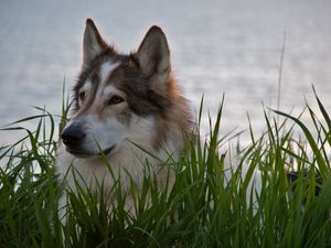 Превью обои волк, хищник, зверь, серый, шерсть